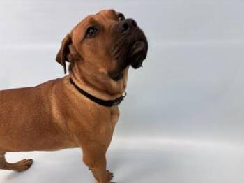 Bandit -  Mixed Breed Dog for Adoption in Woodbury, Minnesota - Bandit | PetCurious