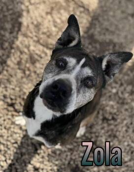 Terrier Dogs Available for Adoption - Zola | PetCurious
