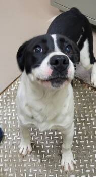 Rescue Pit Bull Terrier Dogs for Adoption in Christiansburg, Virginia - Tull | PetCurious