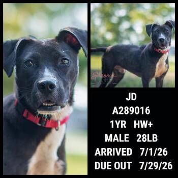 Salamander -  Mixed Breed Dog for Adoption in Savannah, Georgia - Salamander | PetCurious