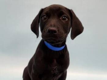Ezra -  Labrador Retriever and Mixed Breed Dog for Adoption in Golden Valley, Minnesota - Ezra | PetCurious