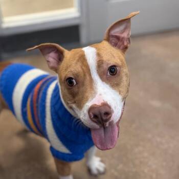 Mixed Breed Dogs Available for Adoption - Mini Macho Man | PetCurious