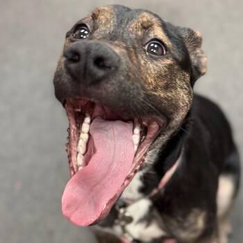 CoCo - gray -  Boxer and Shar Pei Dog for Adoption in Greenfield, Indiana - CoCo - Gray | PetCurious