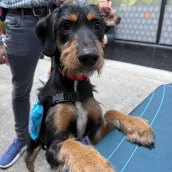 Rocher -  Labrador Retriever and Poodle Dog for Adoption in New York, New York - Rocher | PetCurious