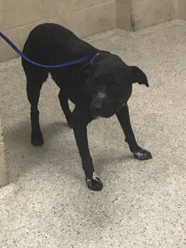 A431074 -  Pit Bull Terrier and Mixed Breed Dog for Adoption in Conroe, Texas - A431074 | PetCurious