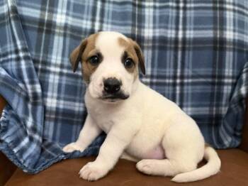 Silas Surprise -  Hound and Great Pyrenees Dog for Adoption in Andover, Massachusetts - Silas Surprise | PetCurious