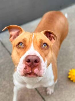 Svetlana -  Pit Bull Terrier Dog for Adoption in Chicago, Illinois - Svetlana | PetCurious