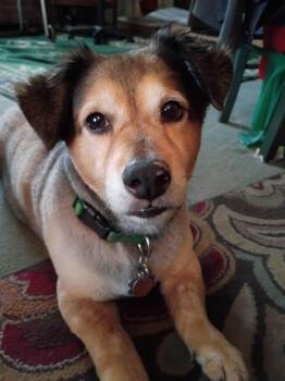 Patrick -  Australian Shepherd Dog for Adoption in Solon, Ohio - Patrick | PetCurious