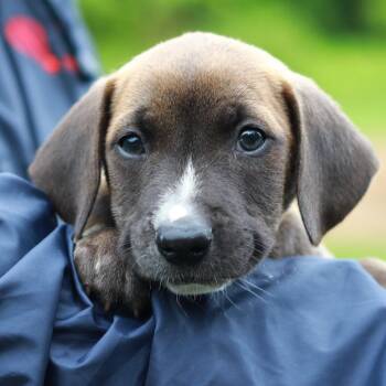 Catahoula Leopard Dog and Mixed Breed Dogs Available for Adoption in Eastford, Connecticut - CT Cremini Avail May 30 (Ellington, CT) | PetCurious