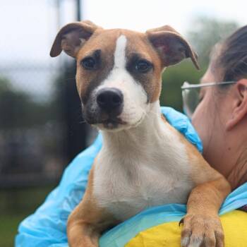TULIP -  American Staffordshire Terrier Dog for Adoption in San Antonio, Texas - TULIP | PetCurious