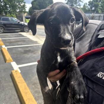Mixed Breed Dogs Available for Adoption in Columbus, Georgia - 5/27/2026-OwnerMatchReview-VicoryDrive | PetCurious