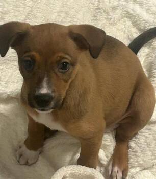 German Shepherd Dog and Mixed Breed Dogs Available for Adoption in Chula Vista, California - MACK | PetCurious