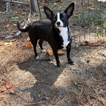 Mia -  Chihuahua Dog for Adoption in York, South Carolina - Mia | PetCurious