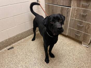 Labrador Retriever Dogs Available for Adoption - TONKA | PetCurious