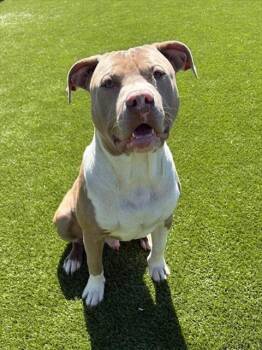American Bulldog and Mixed Breed Dogs Available for Adoption - LOWELL | PetCurious