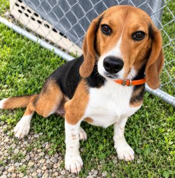 Barney -  Beagle Dog for Adoption in Lagrange, Indiana - Barney | PetCurious