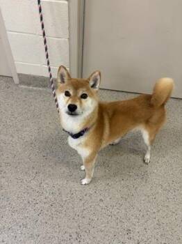 Mina -  Shiba Inu and Mixed Breed Dog for Adoption in Fishers, Indiana - Mina | PetCurious