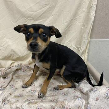 Rescue Chihuahua Dogs for Adoption in Modesto, California - TADPOLE | PetCurious