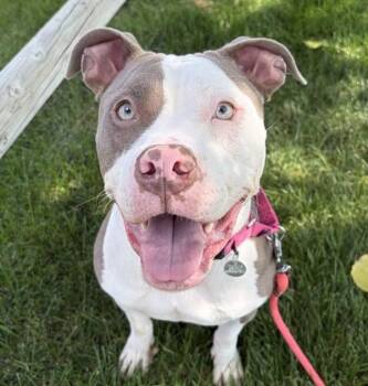 Betty Boop -  Pit Bull Terrier Dog for Adoption in Golden, Colorado - Betty Boop | PetCurious