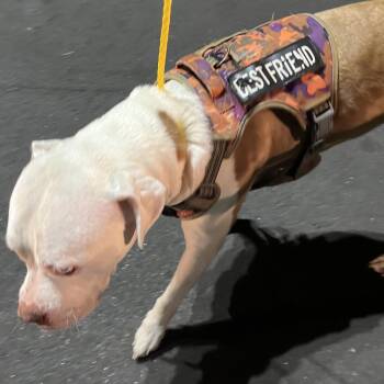 TANK -  Pit Bull Terrier Dog for Adoption in Greensboro, North Carolina - TANK | PetCurious