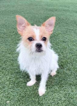 Francine -  Terrier and Shih Tzu Dog for Adoption in Sparta, Wisconsin - Francine | PetCurious