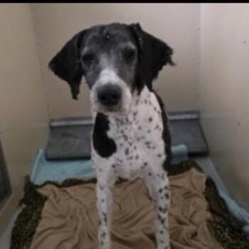 Poodle and Great Pyrenees Dogs Available for Adoption in Kanab, Utah - Marcel | PetCurious
