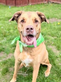 Jarrett -  Mixed Breed Dog Available for Adoption in Menomonie, Wisconsin - Jarrett | PetCurious
