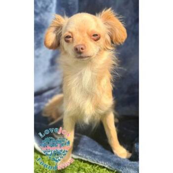 Spaniel Dogs Available for Adoption in Inglewood, California - Barbie MB | PetCurious