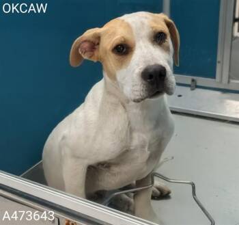 Hound and Labrador Retriever Dogs Available for Adoption in Oklahoma City, Oklahoma - JIFFY | PetCurious
