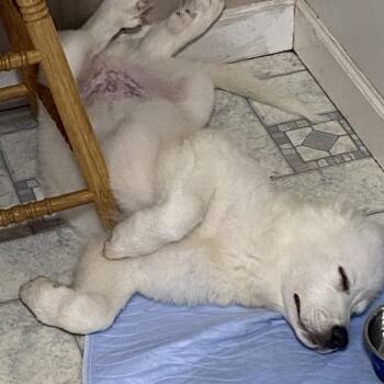 Appa* (Courtesy Posting) -  Great Pyrenees Dog for Adoption in Waynesville, North Carolina - Appa* (Courtesy Posting) | PetCurious