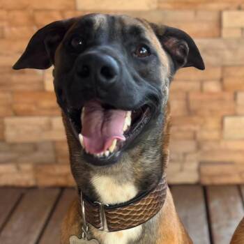 Maverick -  Belgian Shepherd Malinois and Dutch Shepherd Dog for Adoption in Plainfield, Illinois - Maverick | PetCurious