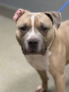 BRONX -  Staffordshire Bull Terrier Dog for Adoption in Las Vegas, Nevada - BRONX | PetCurious