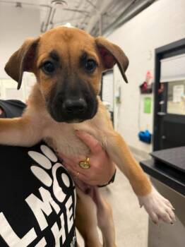 Orlando -  Shepherd and Boxer Dog for Adoption in Phoenix, Arizona - Orlando | PetCurious