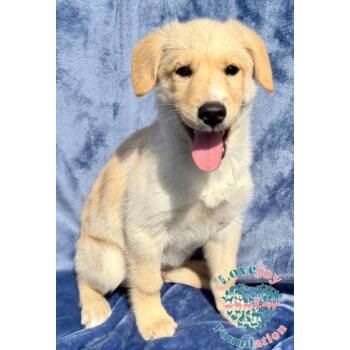 Labrador Retriever and Golden Retriever Dogs Available for Adoption in Inglewood, California - Scout | PetCurious