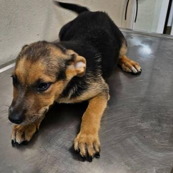 Schatzie(Buddy Trail Puppy 1) -  German Shepherd Dog and Australian Cattle Dog Blue Heeler Dog for Adoption in Mocksville, North Carolina - Schatzie(Buddy Trail Puppy 1) | PetCurious