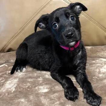 Abby -  Terrier and Shepherd Dog for Adoption in Overland Park, Kansas - Abby | PetCurious