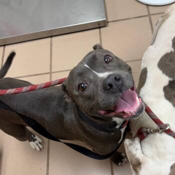 Bubbles -  Pit Bull Terrier Dog for Adoption in Starkville, Mississippi - Bubbles | PetCurious
