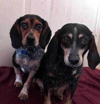 Blue -  Beagle Dog for Adoption in Kent, Washington - Blue | PetCurious