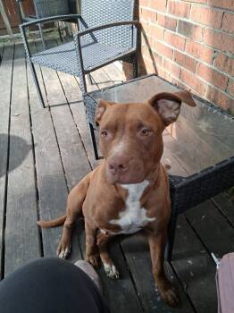 American Bulldog Dogs Available for Adoption in Dyersburg, Tennessee - Maizie  | PetCurious