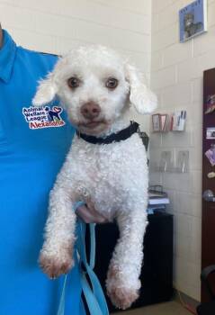 Happy -  Mixed Breed Dog for Adoption in Alexandria, Virginia - Happy | PetCurious