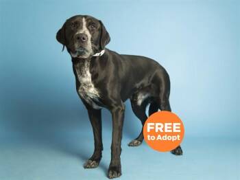 TEX -  Labrador Retriever and Mixed Breed Dog for Adoption in Phoenix, Arizona - TEX | PetCurious