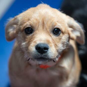 Shih Tzu and Mixed Breed Dogs Available for Adoption in Peyton, Colorado - Sketchy (AP26-147) | PetCurious