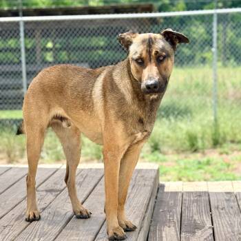 Shepherd Dogs Available for Adoption in Brewton, Alabama - Langston  | PetCurious