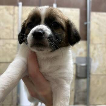 Terrier Dogs Available for Adoption - Breeze | PetCurious