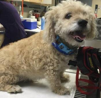 Terrier Dogs Available for Adoption in Riverside, California - CHARLIE | PetCurious