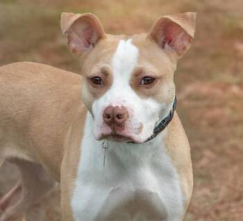 BAGEL -  Pit Bull Terrier Dog for Adoption in St. Louis, Missouri - BAGEL | PetCurious
