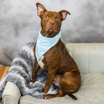 Rescue Pit Bull Terrier and Chocolate Labrador Retriever Dogs for Adoption in East St. Louis, Illinois - Dusseldorf | PetCurious