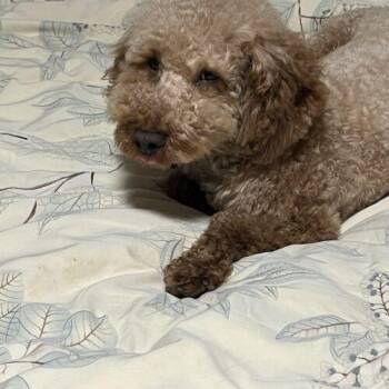 Bentley -  Miniature Poodle Dog for Adoption in Hawkestone, Ontario - Bentley | PetCurious
