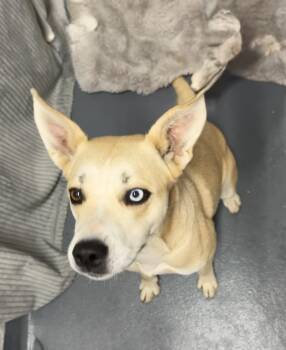 Rescue Labrador Retriever and Husky Dogs for Adoption in Johns Creek, Georgia - Birdie | PetCurious