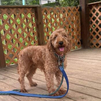 Goldendoodle Dogs Available for Adoption in Phoenixville, Pennsylvania - Maxi | PetCurious